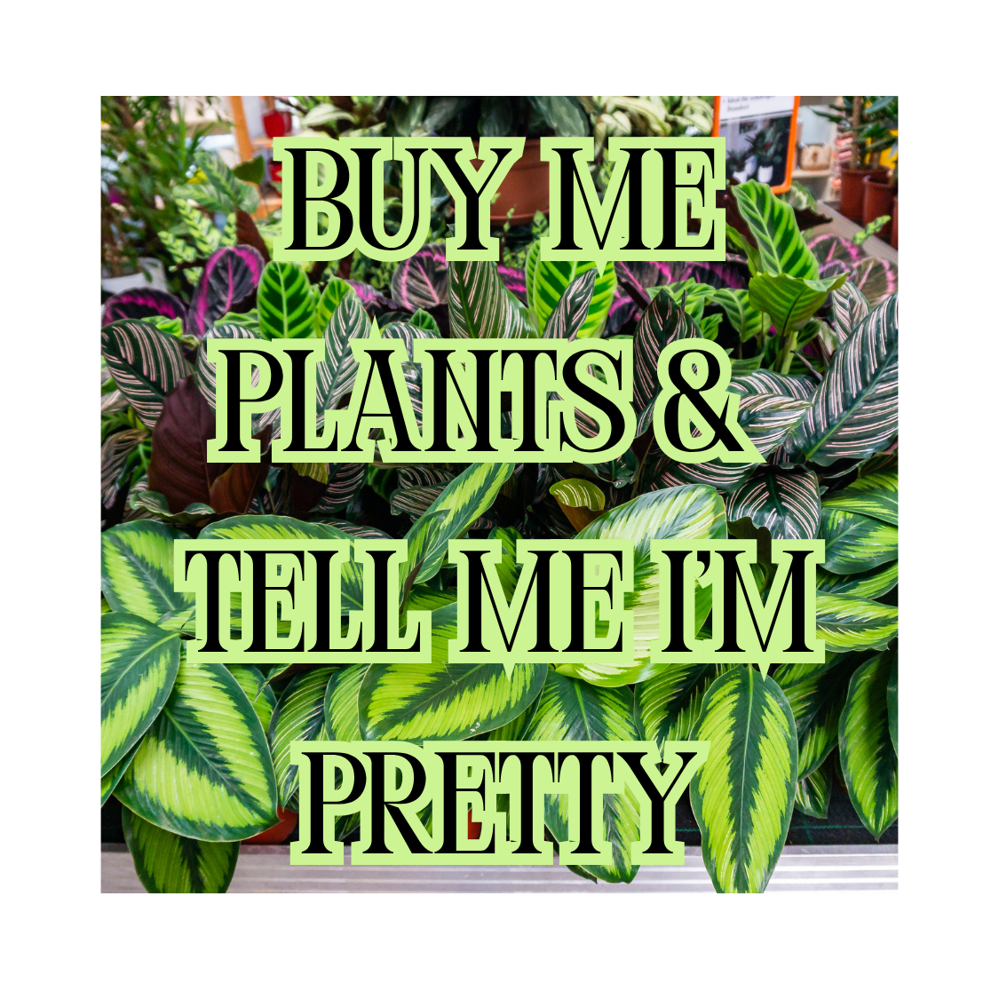 2"x2" Plant Life